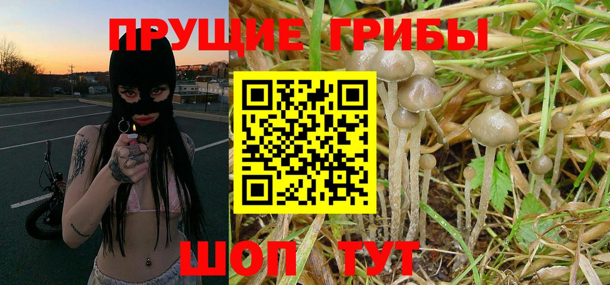 дарнет шоп  Псилоцибиновые грибы Psilocybe  Вход с VPN  Камень-на-Оби 